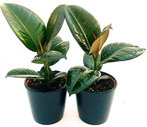 POWERS TO FLOWERS - FICUS ROBUSTA, 2 PIANTE vaso 12cm, piante vere
