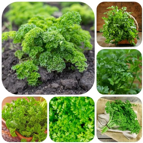 semi di prezzemolo biologico di selvatiche, prezzemolo perenne di invernali, biologici, 500pcs
