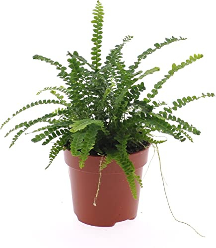 Planta de Helecho Natural para Decorar el Hogar