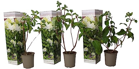 Plant in a Box - Hydrangea paniculata 'Dollar en argent' - Set de 3 - Hortensia - Parfait pour le jardin - Pot 9cm - Hauteur 25-40cm