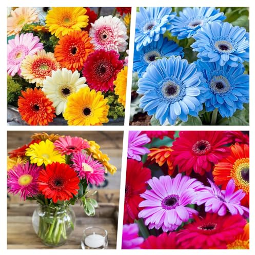 500+ Perennial Gerbera Daisy Flower Plants Seeds for Planting Outdoor-Attracts Bees&Butterflies Fragrant Butterfly