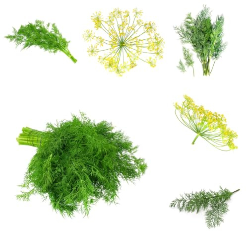 semi di aneto biologici, aneto perenni giardino, esotico da giardino di medicinali 800pcs