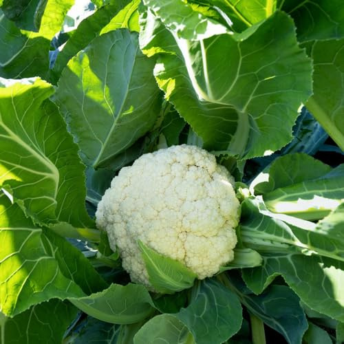 semi di cavolfiore biologici, resistenti all'inverno decorazione da giardino esterno da appartamento, 50pcs