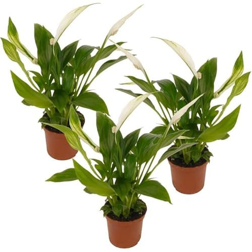 Spathiphyllum | Set 3 Plantas | Lirio de la Paz Espatifilo Plantas Naturales de Interior