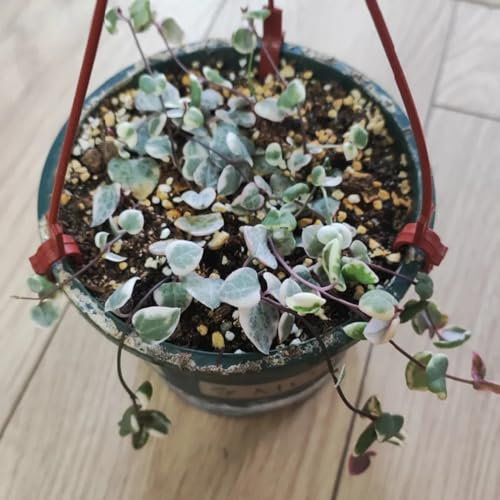 100 pcs Leuchterblume Pflanze Samen, herbstpflanzen wiesensamen gartenbedarf wildblumen Leuchterblume Samen, winterharte pflanzen für garten exotische zimmerpflanzen samen baumsamen