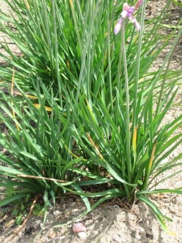 Buy4seeds Organic Garlic/Chinese Chives 300 Finest Seeds Easy to Grow