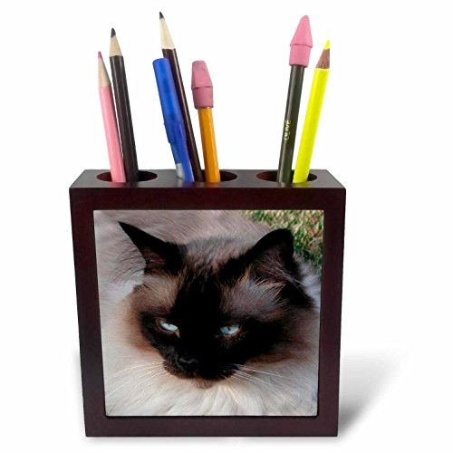 3dRose LLC Siamese Cat 5-Inch Tile Pen Holder