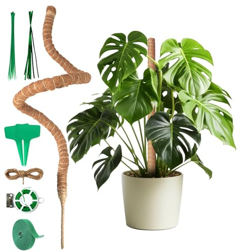 Monstera, traliccio da 120 cm, asta di cocco extra stabile, con accessori