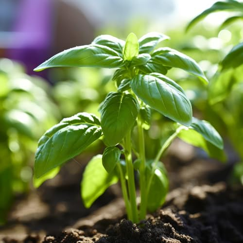 200 Pcs Basilikum Samen Mehrjährig Winterhart, Basilikumsamen Bio - Ocimum Basilicum - Kräuter Saatgut, Balkon Kräutergarten Basilikum Pflanze Samen, Basil Seeds, Hochbeet Samen, Kräutergarten