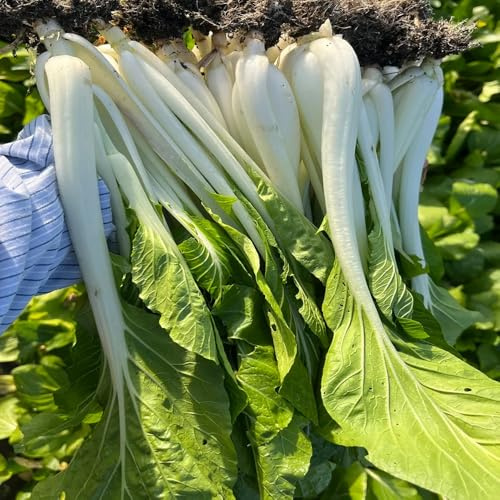 semi di pak choi - vecchie varietà decorazioni giardino interno 400pcs