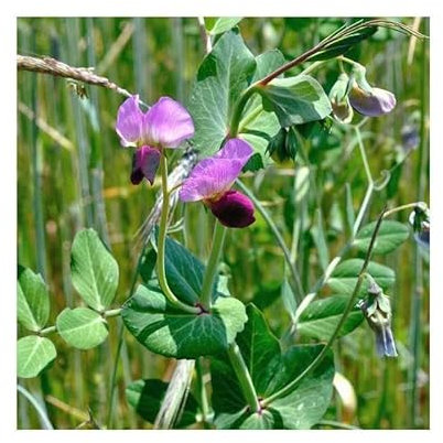 100 Graines de Pois Fourrager d’Hiver BIO - Pisum Sativum - Fourrage Culture - Alimentation Animale - Fleur Jardin - 321