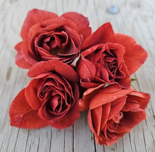 Ma Cherie Roses, Brown Velvet Rose Bush, Rose Bushes Ready to Plant, 2 Quart Pot, Live Plants Outdoor, Plant Gifts, Roses, Rare Plants