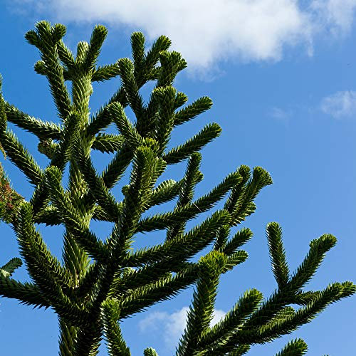 You Garden - Monkey Puzzle Tree, Araucaria araucana in a 9cm Pot, 15-20cm Tall, Slow Growing Evergreen for UK Gardens