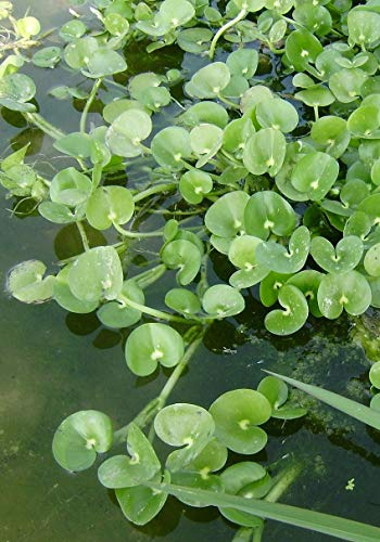 Aquarium Fan Heteranthera reniformis Plante plantain flottante en boue, 1 boue, utilisation dans les petits étangs et jardins aquatiques