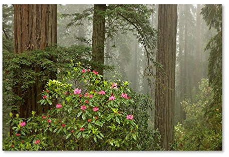 Trademark Fine Art ALI17852-C2232GG Redwood Fog Rhododendrons