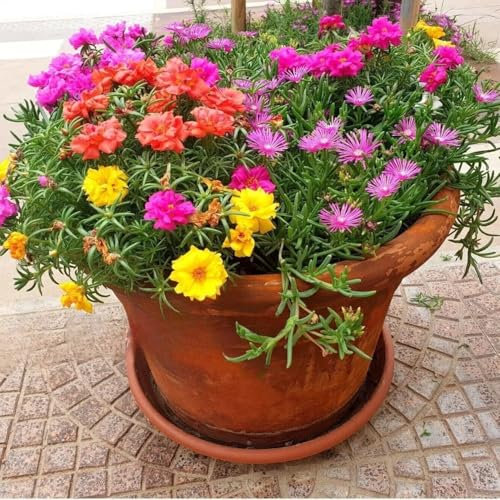 Moss Rose - longbloom Double Mixed 2000 Seeds + freebie + Plant tag (Portulaca grandiflora)