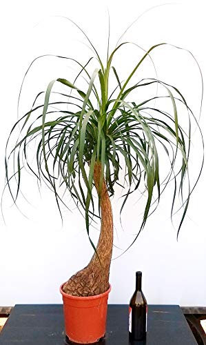 POWERS TO FLOWERS - BEAUCARNEA RECURVATA, MANGIAFUMO, ALTEZZA 120 CM, pianta vera