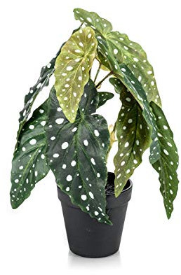 artplants.de Fake trout begonia JOELLE, green-white, 30cm - Faux tropical plant/Artificial Polka Dot Begonia