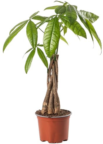 Pachira Aquatica Money Tree Evergreen Indoor House Plant for Home Office in Pot | Stunning Foliage, Real Plants (12cm Pot, 30-40cm)
