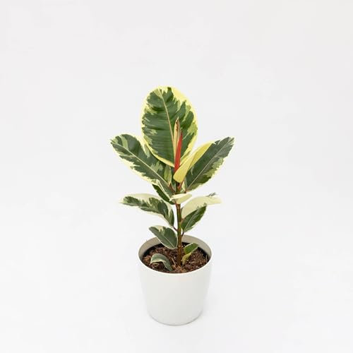 Pianta vera di Ficus elastica Tineke - Diametro Vaso Ø 17 cm