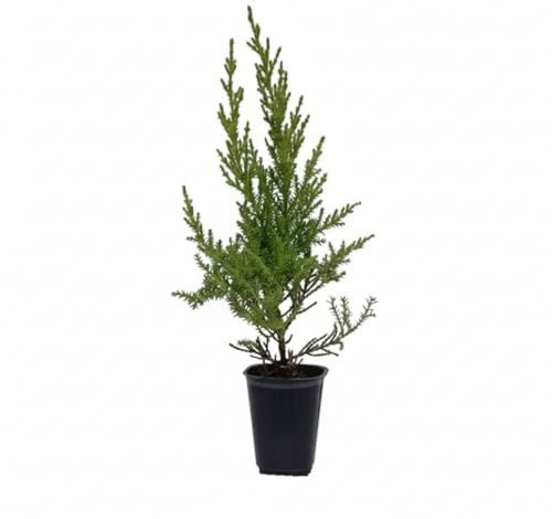 50 Uds Plantas de Ciprés Macrocarpa Goldcrest (10-20 cm) – Para Seto Frondoso – Crecimiento Rápido – Jardín y Valla Natural