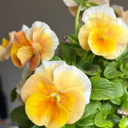 semi di viola del pensiero - perenni giardino resistenti da balcone decorazione 800pcs