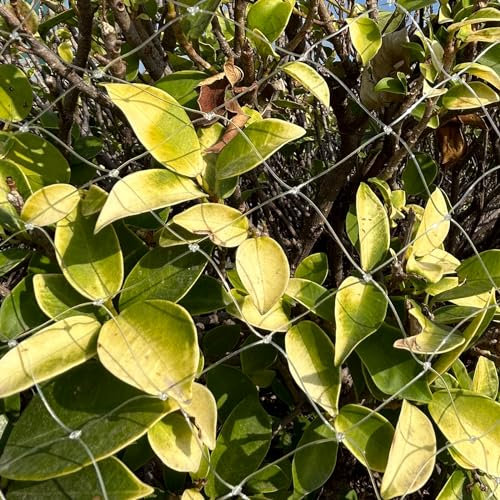 LINSOCLE Filet Anti - Oiseaux 5m x 5m - Protection Balcon, Jardin, Arbres Fruitiers - Éloigne Pigeons, Convient Poulailler & Volière - Résistant