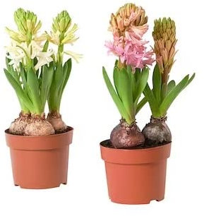 Flores Naturales - Hyacinthus - Jacintos - Pack de 2 Bulbos Naturales - Plantas de Terraza y Jardín