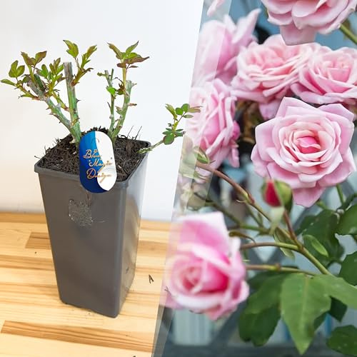 Mature Plant Blossomtime Pink Climbing Rose in 2L Pot: Well-Developed Roots, Ideal for Trellises, Border Walkways, and Vertical Garden Features