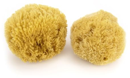 Neptune Caribbean Sea Sponge 2 Pack, Large (Approx. 6-7 Inch), Hand Processed, Natural & Eco-Friendly Bath Sponge