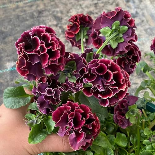 viola del pensiero - Viola tricolore ufficio giardino semi coperto giardino 50pcs