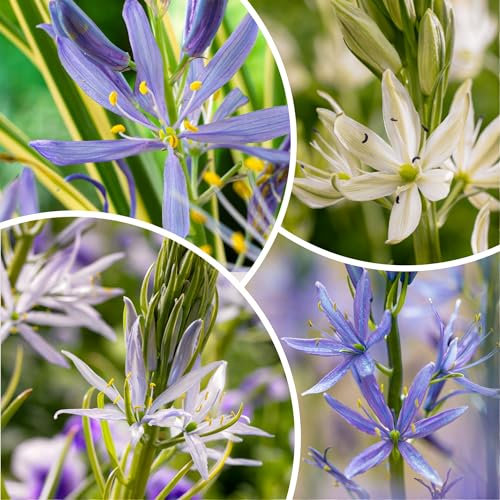 Collection de bulbes de Camassia (50 pièces), mélange de 5 variétés, vivaces rustiques, plantes de Hollande pour le jardin et le pot (gros bulbes, pas de graines, non artificiel)