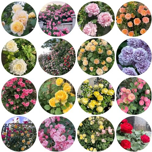 kletterrosen samen, blumen samen kletterpflanzen winterhart, winterharte pflanzen für balkon, kräutersamen frühlingsblumen winterharte pflanzen für garten, balkonpflanzen winterhart 550pcs