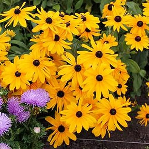 200 Stück Erbstück Kornblume Samen Die Im Innen- Oder Außenbereich Gepflanzt Werden Schöne Kleine Gelbe Blumen Ziehen Viele Bienen Schmetterlinge An