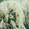 Miscanthus sinensis  Silberspinne  Einzeln im Topf Echtes Chinaschilf (Ziergras Gräser Stauden winterhart) Filigran und Prachtvoller Eyecatcher (1)