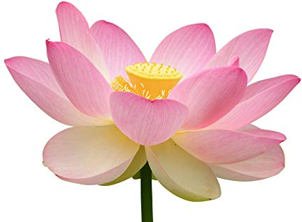 Premier Seeds Direct Lot de 10 graines de lotus indiens Nelumbo nucifera