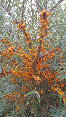 Hippophae rhamnoides 'Hergo' / Argousier femelle/Godet/Arbuste fruitier