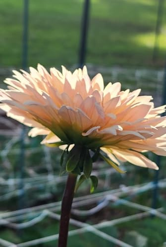 Glowing Dahlia Journal: Floral Notebook