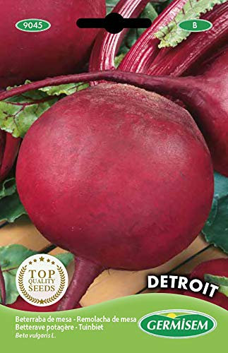 Germisem graines Betterave potagère DETROIT
