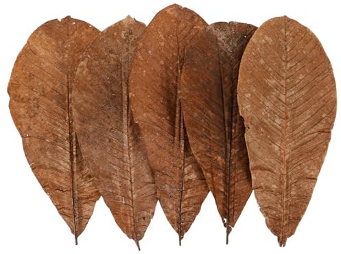 COLLBATH 20piezas Esterilla Para Sushi De Decoración De Secas Japonesas Para Bandejas De Sushi Adorno De Platos De Comida