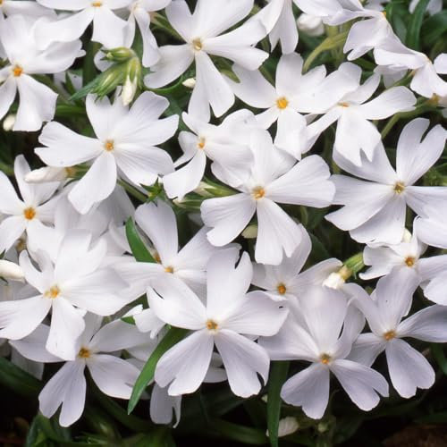 Creeping Phlox 'White Delight'. Plug Plant x 4. White Flowers. Plants for Pollinators. Ideal for Ground Cover and rockeries. Available from Bedwen Plants.