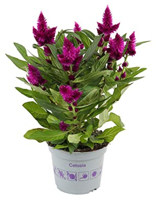 Celosia Planta Natural para Decorar Casa y Oficina