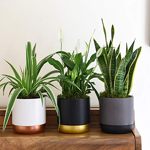 Air Purifying House Plant Collection 3 x 12cm Indoor Plants (Snake Plant, Peace Lily, Spider Plant) – Easy Care Plants for Home & Office – Thompson & Morgan (Set of 3 Pots)