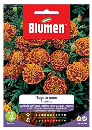 SEMI TAGETE NANO BRONZATO BLUMEN