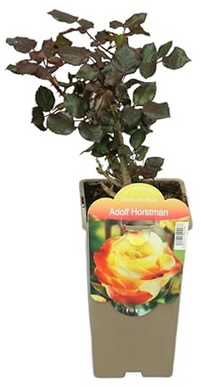 Planta de Rosas Arbustivas – Rosales Vivos en Mix de Colores Para Exterior e Interior