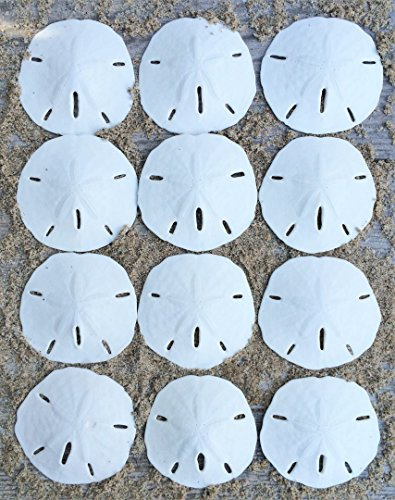 Nautical Crush Trading Sand Dollar | Dollari Reali Sand 2 1/2 per 3 (Set di 12) | Conchiglie Sand Dollar | Inoltre Nautical ebook Gratis Joseph Rains
