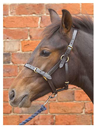 Hy Leather Foal Head Collar(Brown, X-Large)