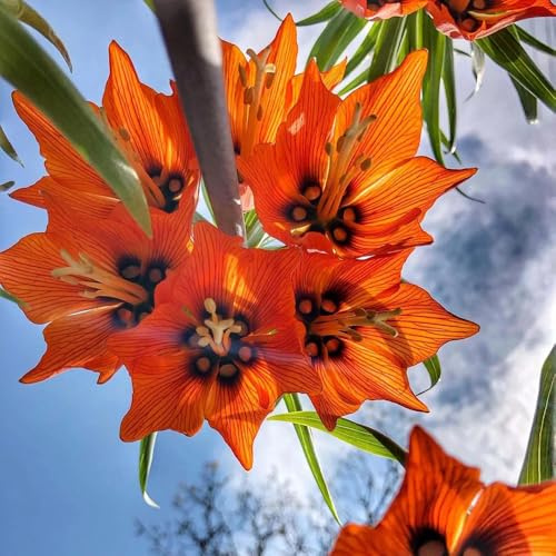bulbi imperiale coronata - Fritillaria - balcone giardino rocciose resistenti 15pcs