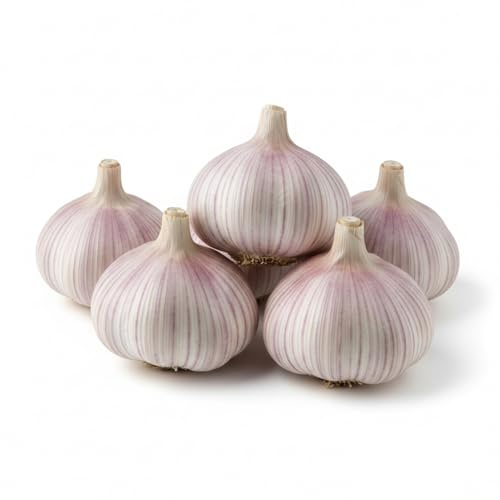 Paquete de 5 bulbos de ajo rojo Chesnok para plantar dientes de ajo grandes de cuello duro, semillas de ajo para plantar bulbos de ajo listos para clima frío, para plantar en el hogar, jardín, camas