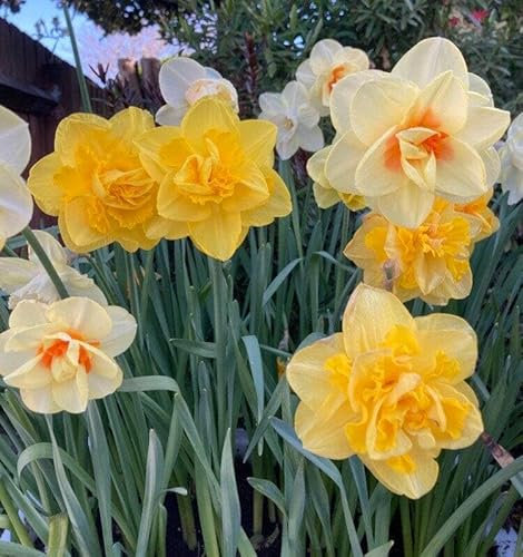 Daffodil Mixed Varieties 10 Bulbs